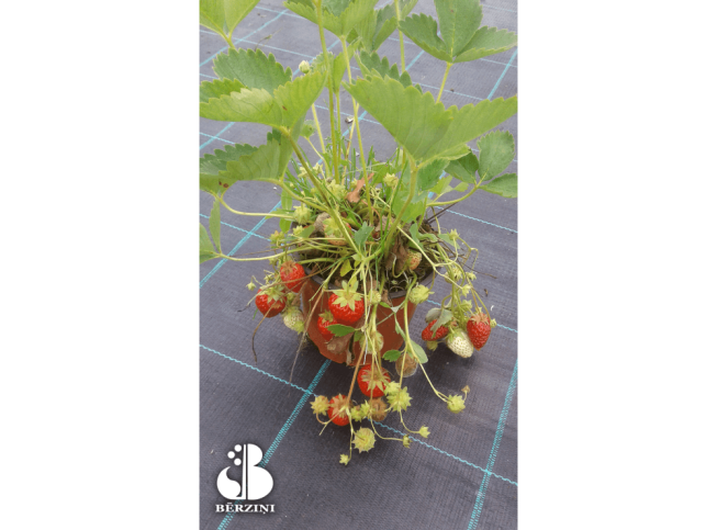 Fragaria vesca   'Ostara'